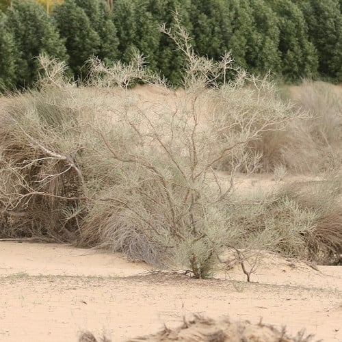 بذور الارطى العملاق - العبل الخليجي ( Calligonum c...