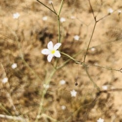 بذور عشبة الظبي - السمنة ( gypsophila copillaris )