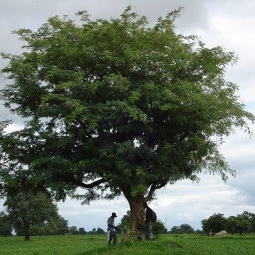 ‫بذور شجرة ليوسينا ( Leucaena leucocephala )‬