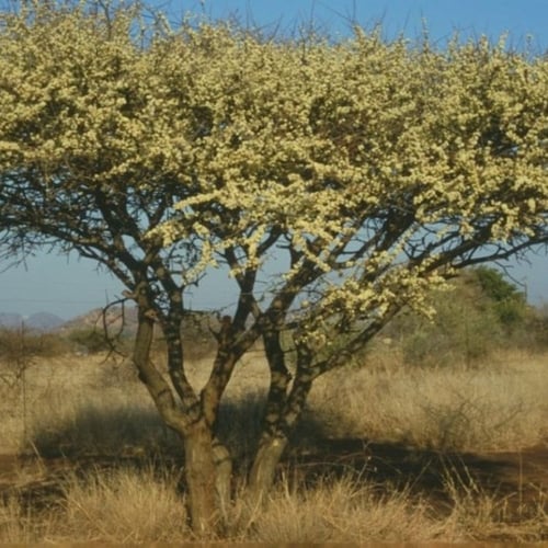 بذور الطلح العسلي - الضبة ( Acacia mellifera )