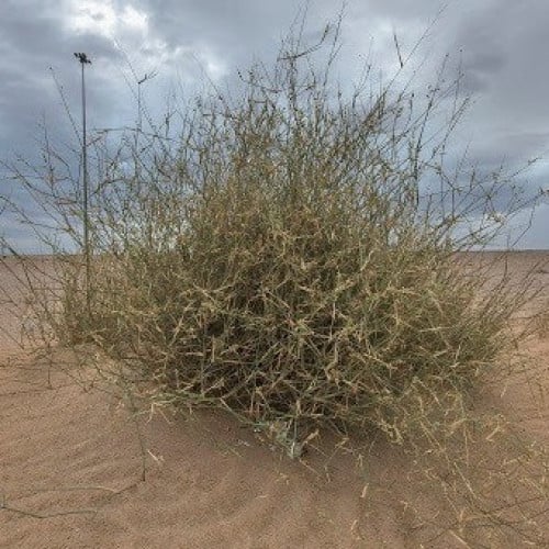 بذور الثمام - الدخن ( panicum turgidum )