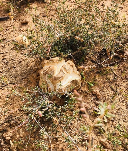 بذور الرقروق - القصيص ( Helianthemum )