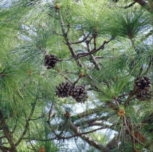 بذور شجرة الصنوبر الهندي ( Pinus roxburghii )