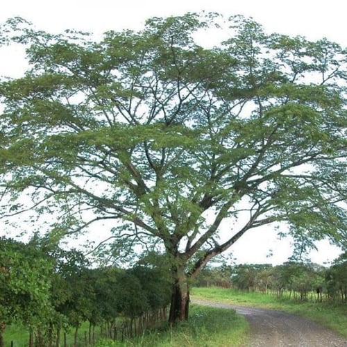 بذور شجرة انترلوبيوم ( Enterolobium )