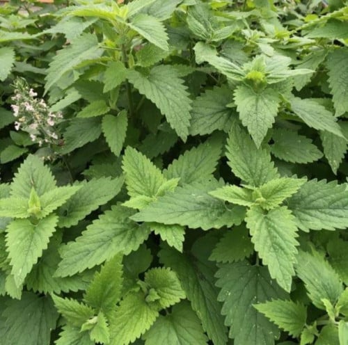 بذور النعناع البري - نعناع القط ( Nepeta Cataria )