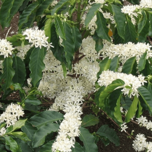 بذور شجيرة القهوة - البن العربي ( Coffea Arabica )