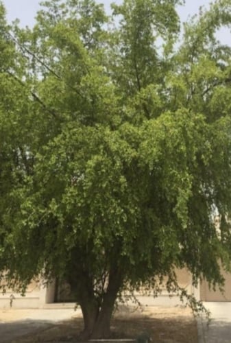 بذور السدر الجبلي المقشور ( ziziphus glabrata )