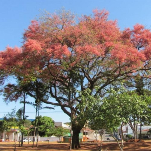 بذور شجرة كاسيا الوردية ( Cassia Grandis )