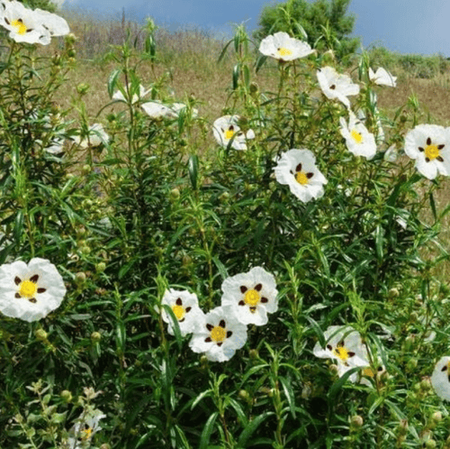 بذور شجيرة القريضة العنبرية ( Cistus Ladanifer )