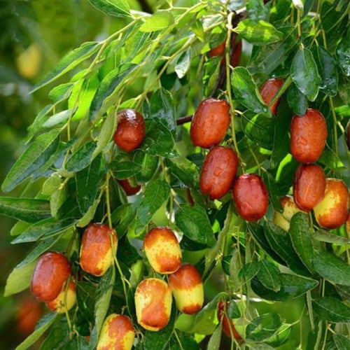 بذور شجرة العناب ( Ziziphus Jujuba )