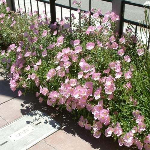 بذور زهرة الربيع المسائية ( Oenothera speciosa )