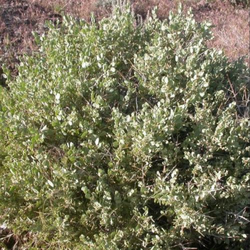 بذور شجيرة الرغل الشوكي ( Atriplex confertifolia )