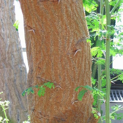 بذور طلح سيال الأحمر ( Acacia seyal )