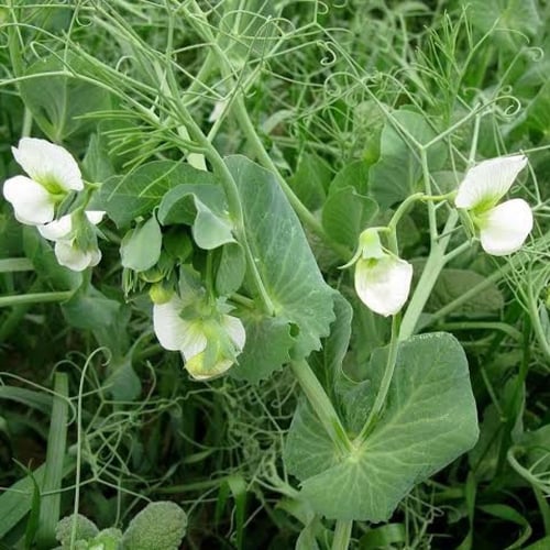 بذور البازلاء ( Pisum sativum )