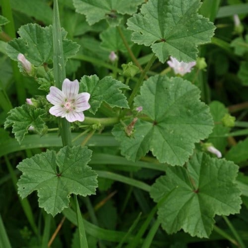 بذور شجيرة الخبيزة ( Malva neglecta )