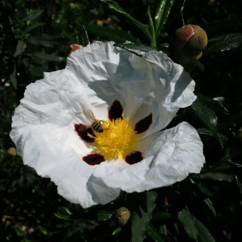 بذور شجيرة القريضة العنبرية ( Cistus Ladanifer )