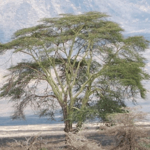 بذور شجرة اكاسيا زانثوفلويا ( Acacia xanthophloea...