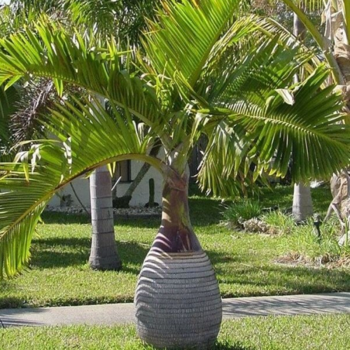 بذور نخيل الزجاجة - بوتل ( Hyophorbe lagenicaulis...