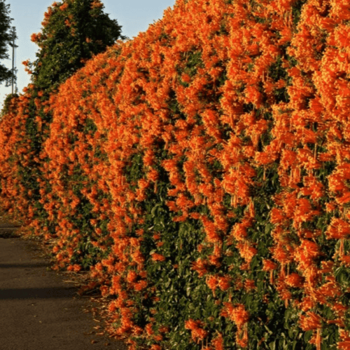 بذور متسلقة البوق ( Campsis radicans )