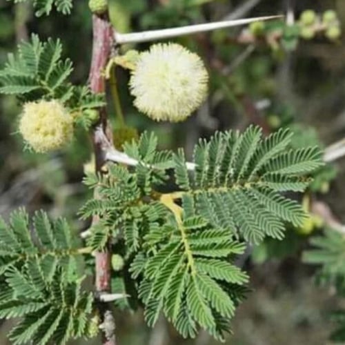 بذور شجرة الطلح العراقي ( Acacia gerrardii var.ira...