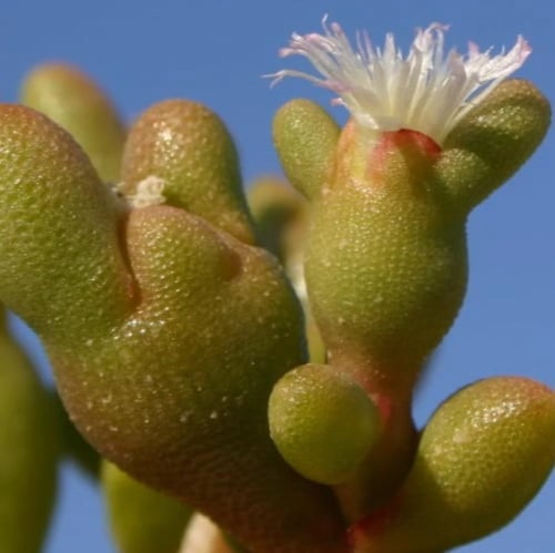 بذور عشبة السمح ( Opophytum forakahlii )