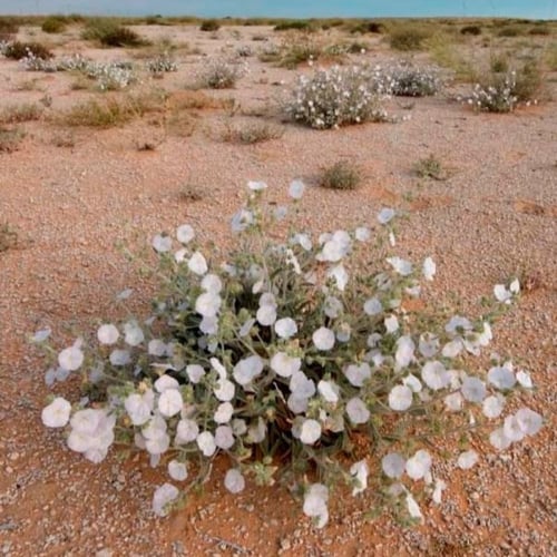 بذور الرخامى ( Convolvulus buschiricus )