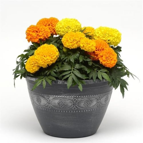بذور زهرة القطيفة المخملية ( Tagetes erecta )