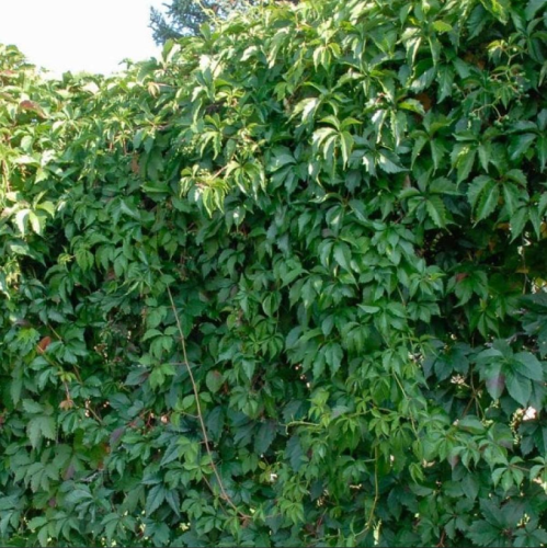 بذور متسلقة فرجينيا - الخميسة ( Parthenocissus qui...