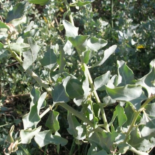 بذور شجيرة الرغل العدسي ( Atriplex lentiformis )