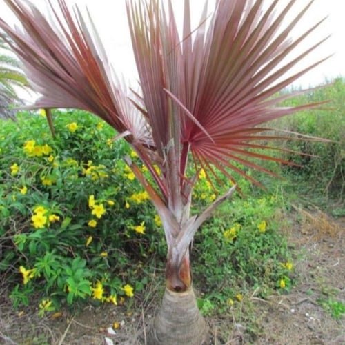 بذور نخيل لاتانيا الاحمر ( Latania lontaroides )
