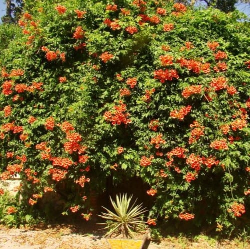 بذور متسلقة البوق ( Campsis radicans )