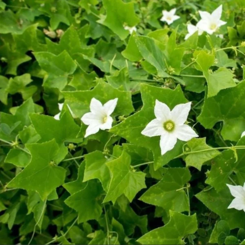 بذور الشلو - المغد ( Coccinia grandis )