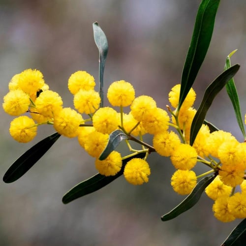 ‫بذور اكاسيا ساليجنا‬ ( Acacia saligna )