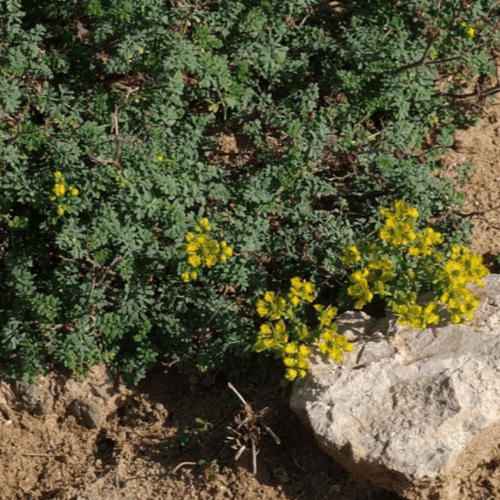 بذور عشبة الشذاب العطرية ( Ruta chalepensis )