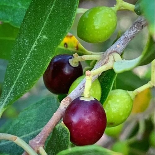 بذور شجرة العتم - الزيتون البري ( Olea europaea L...