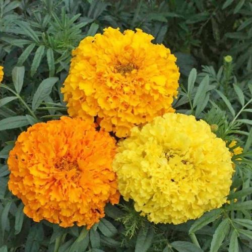 بذور زهور القطيفة الافريقية ( Tagetes erecta crackerjack )