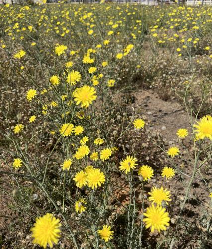بذور العضيد - اليعضيد ( Urospermum picroides )