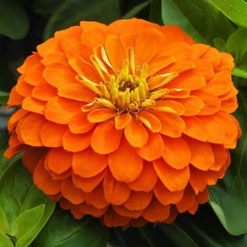 بذور زهرة الزينيا الملونة ( Zinnia elegans )