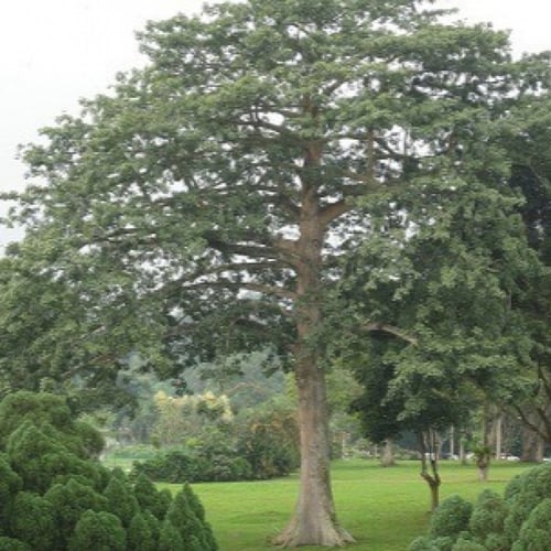 ‫بذور شجرة الكابوك‬ ( Ceiba pentandra )