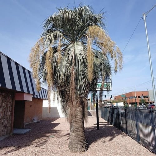 بذور نخيل براهيا ( Brahea armata )