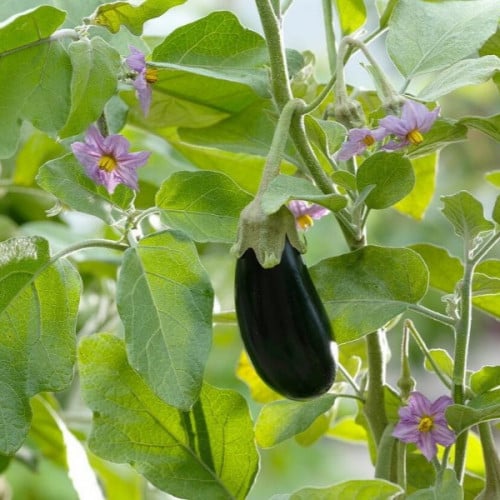 بذور الباذنجان الأسود الطويل ( Solanum melongena )