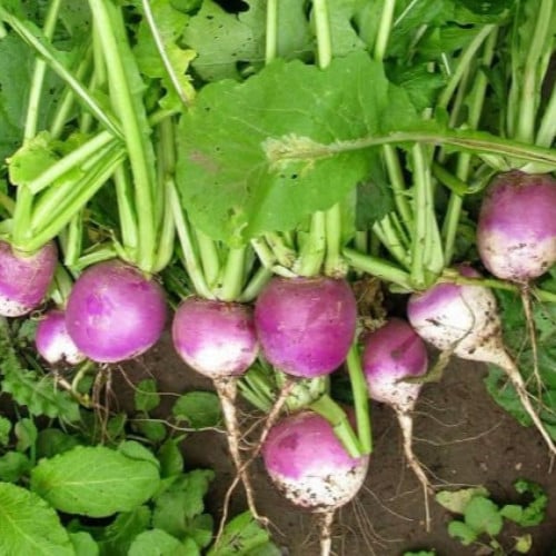 بذور نبات اللفت - الشلغم ( Turnip )