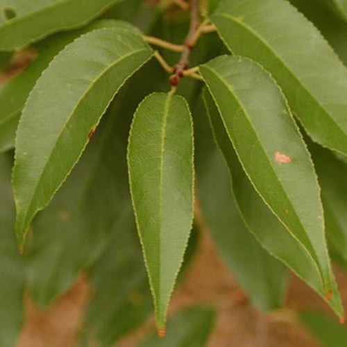 بذور شجرة الكرز الاسود ( Prunus serotina )