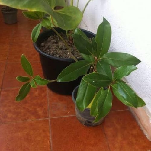 بذور الخزامى الافريقية ( Spathodea campanulata )