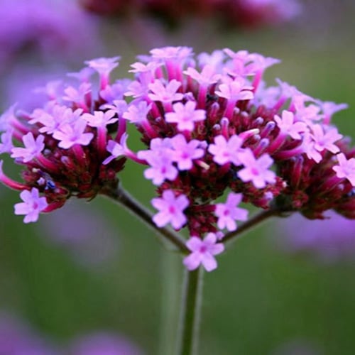 بذور زهرة رعي الحمام ( Verbena officinalis )