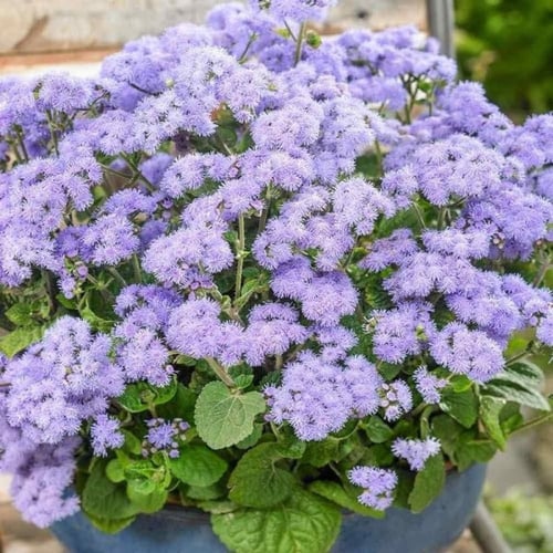 بذور زهرة الخيط ( Ageratum mexicanum )
