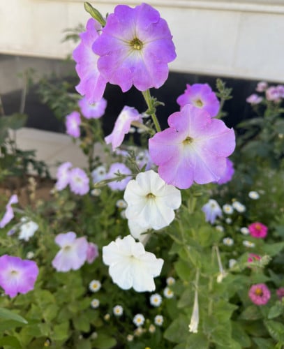 بذور زهرة البيتونيا ( petunia hybrida )