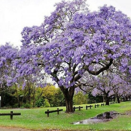 بذور شجرة الجاكرندا البنفسجية ( Jacaranda mimosifo...