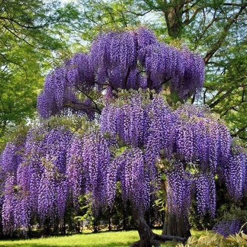 بذور شجرة ويستيريا البنفسجية ( Wisteria sinensis )