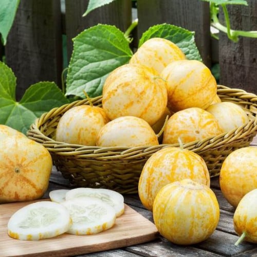 بذور الخيار الليموني ( Cucumis sativus )